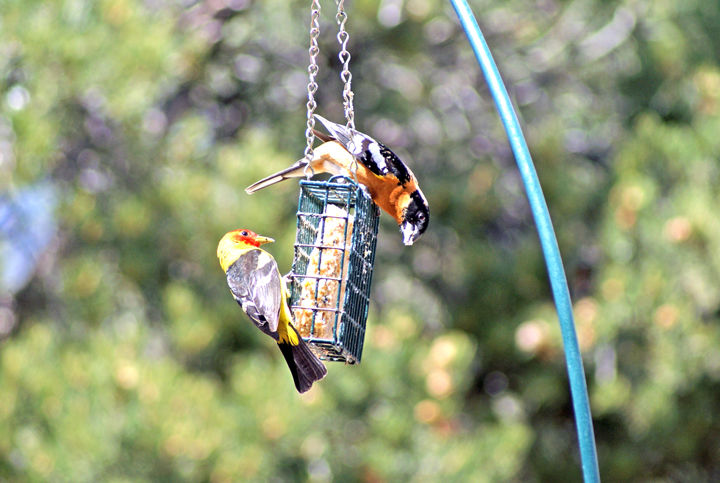 Birds enjoy sunshine and suet